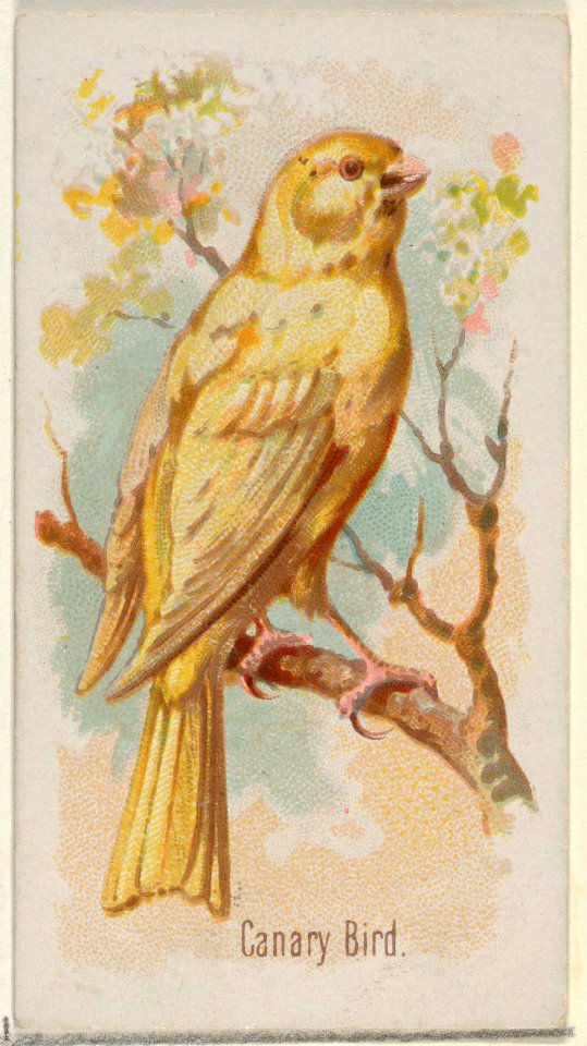 Canary Bird, from the Song Birds of the World series (N23) for Allen & Ginter Cigarettes MET DP835267