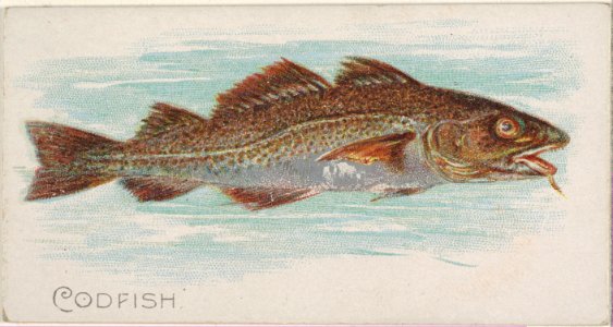 Codfish, from the Fish from American Waters series (N8) for Allen & Ginter Cigarettes Brands MET DP830387