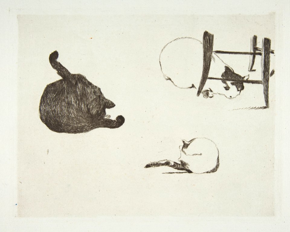 Cats MET DP815335