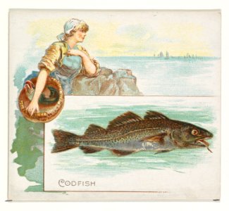 Codfish, from Fish from American Waters series (N39) for Allen & Ginter Cigarettes MET DP839070