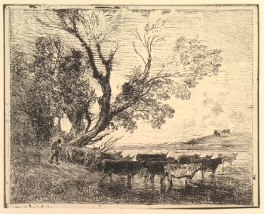 Cattle Crossing at the Ford MET DP822535