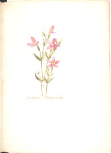 Cancalaqua, Erythraea venusta MET DP808535