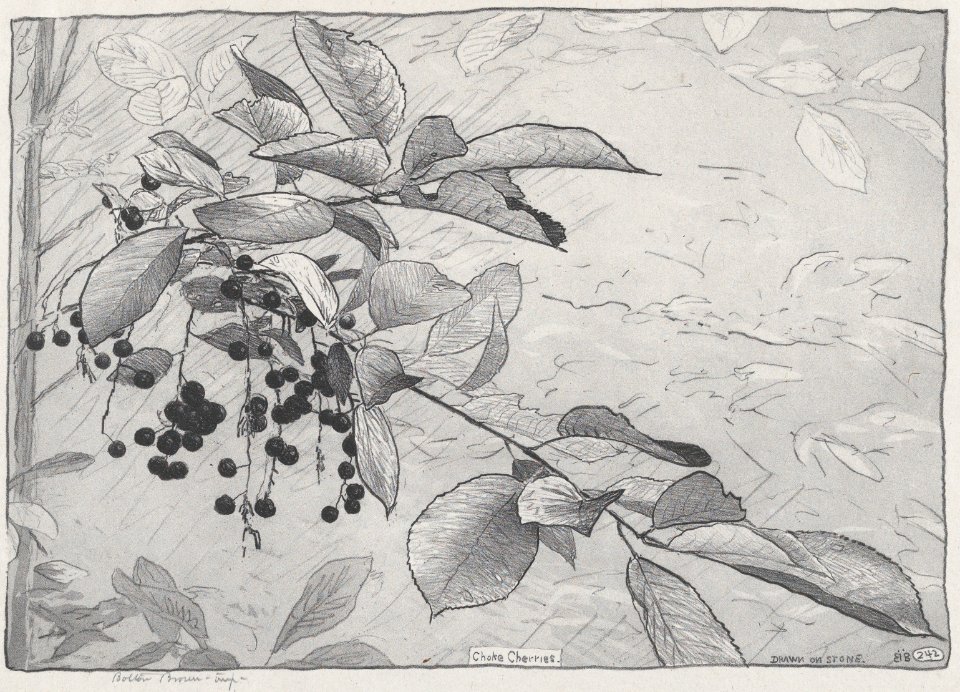 Choke Cherries MET DP876010