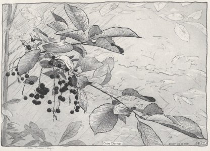 Choke Cherries MET DP876010