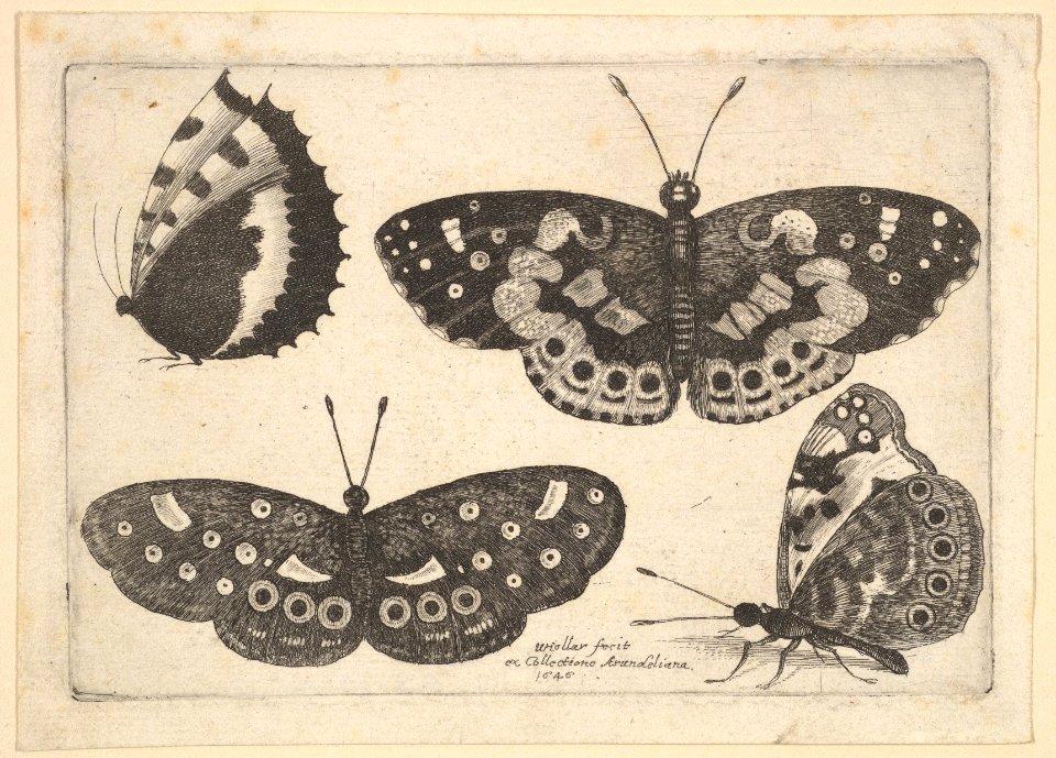 Four butterflies MET DP823958