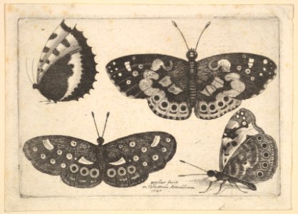 Four butterflies MET DP823958