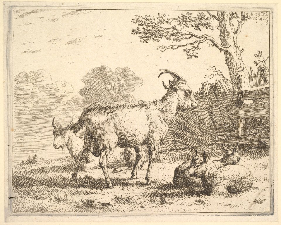 Four goats; at the back a nanny goat lies on the ground, in the middle a billy goat stands, in the front two kids lie on the ground, a fence and tree beyond MET DP828256