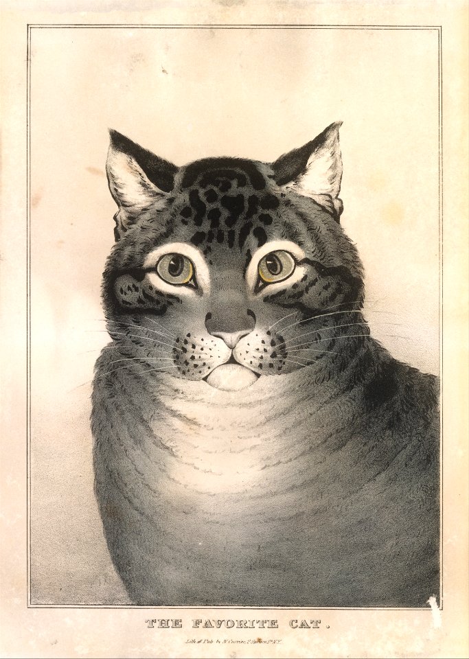 The Favorite Cat MET DT258734