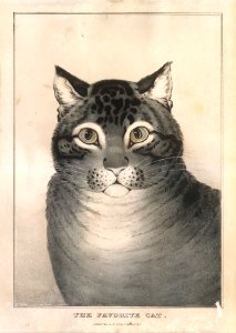 The Favorite Cat MET DT258734