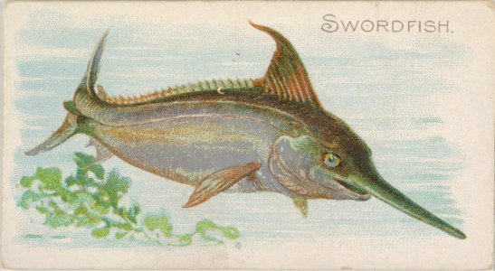 Swordfish, from the Fish from American Waters series (N8) for Allen & Ginter Cigarettes Brands MET DP830729