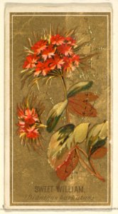Sweet William (Dianthus barbutas), from the Flowers series for Old Judge Cigarettes MET DP822013
