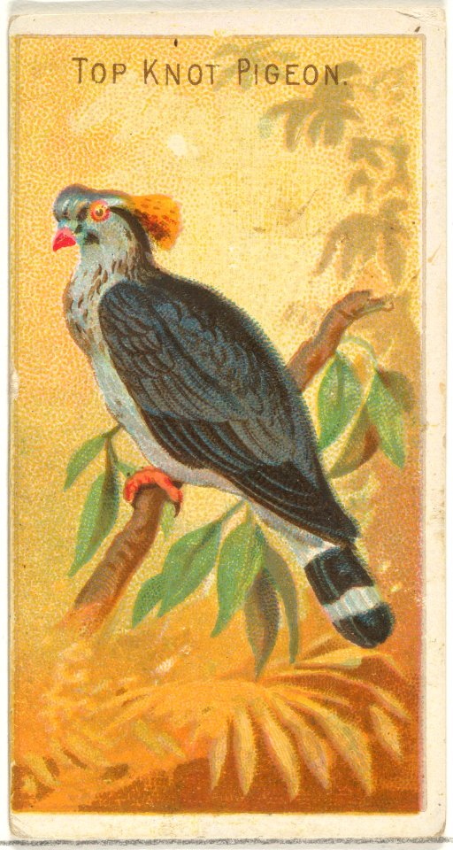 Top Knot Pigeon, from the Birds of the Tropics series (N5) for Allen & Ginter Cigarettes Brands MET DP829128