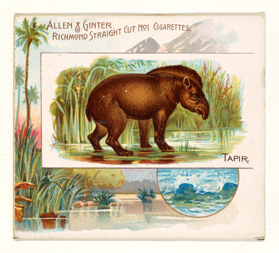 Tapir, from Quadrupeds series (N41) for Allen & Ginter Cigarettes MET DP839235