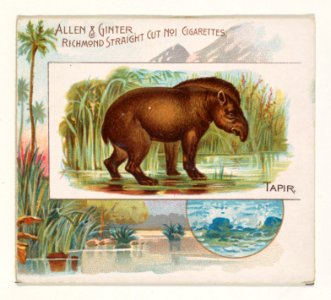 Tapir, from Quadrupeds series (N41) for Allen & Ginter Cigarettes MET DP839235