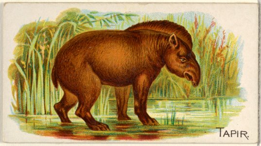 Tapir, from the Quadrupeds series (N21) for Allen & Ginter Cigarettes MET DP835143