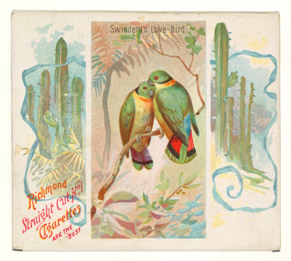 Swintern's Love-bird, from Birds of the Tropics series (N38) for Allen & Ginter Cigarettes MET DP839050
