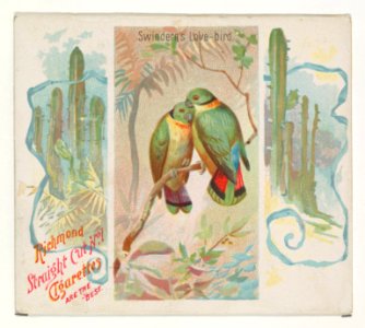 Swintern's Love-bird, from Birds of the Tropics series (N38) for Allen & Ginter Cigarettes MET DP839050