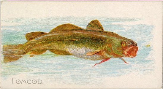 Tomcod, from the Fish from American Waters series (N8) for Allen & Ginter Cigarettes Brands MET DP830732