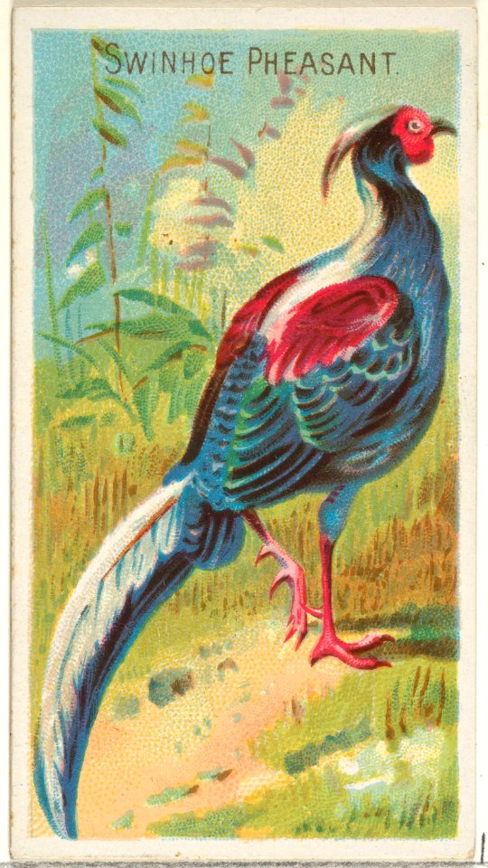 Swinhoe Pheasant, from the Birds of the Tropics series (N5) for Allen & Ginter Cigarettes Brands MET DP829122