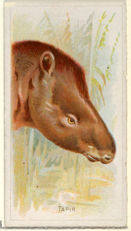 Tapir, from the Wild Animals of the World series (N25) for Allen & Ginter Cigarettes MET DP836514