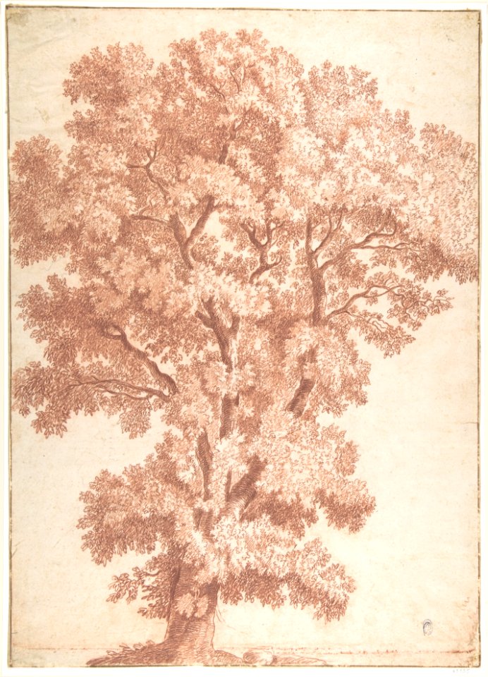 Tree MET DP802855