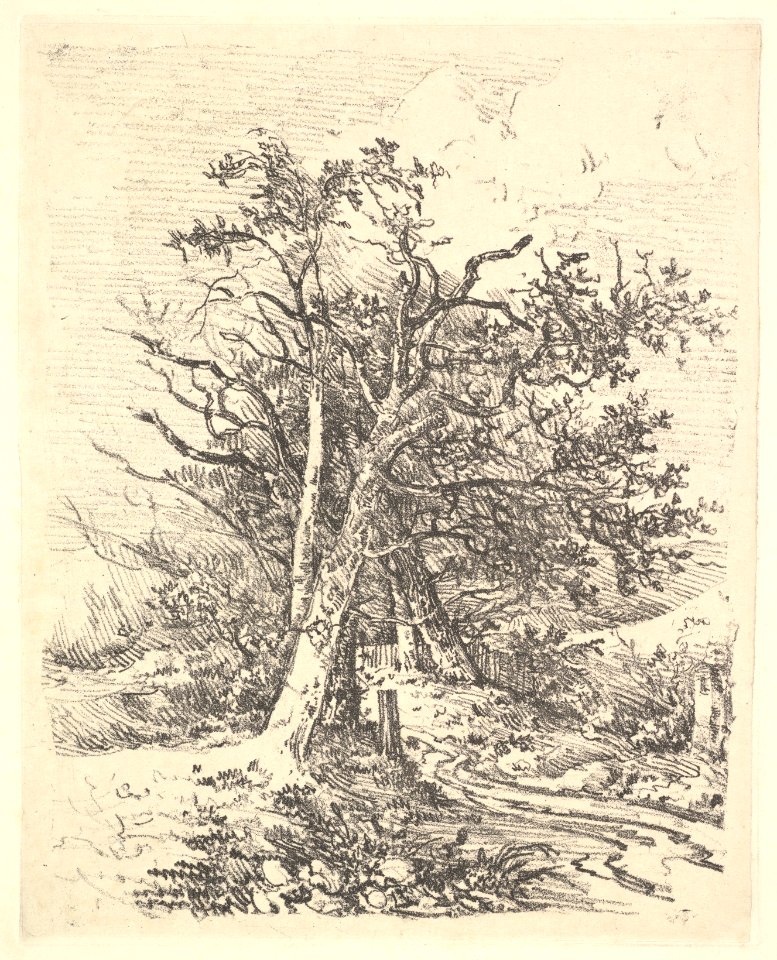 Tree Trunks and Lane MET DP829226
