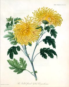 Transactions of Horticultural Society, London, vols. 1-9 MET DT261950