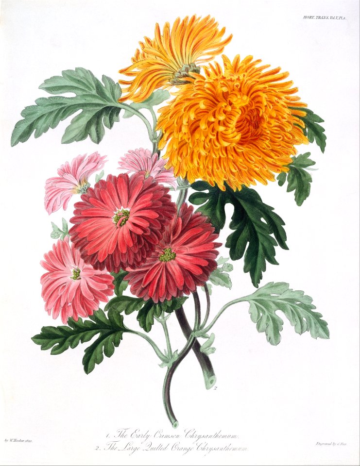 Transactions of Horticultural Society, London, vols. 1-9 MET DT261955