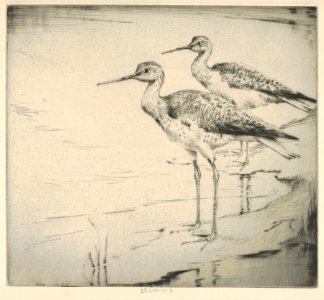 Two Yellow-legs (Wading in) MET DP832898