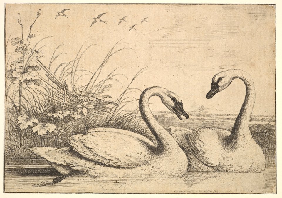 Two Swans MET DP823910
