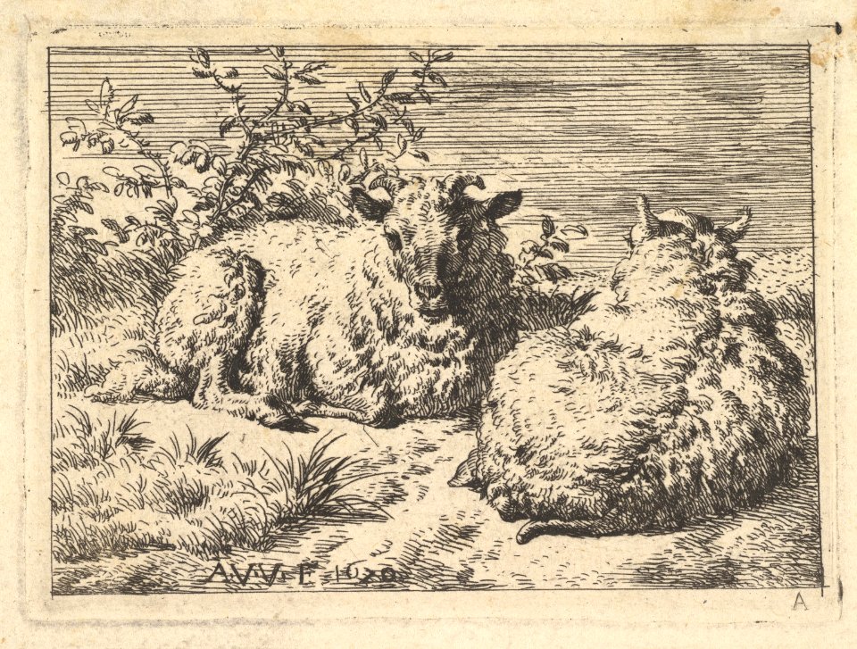 Two Recumbent Sheep MET DP828334