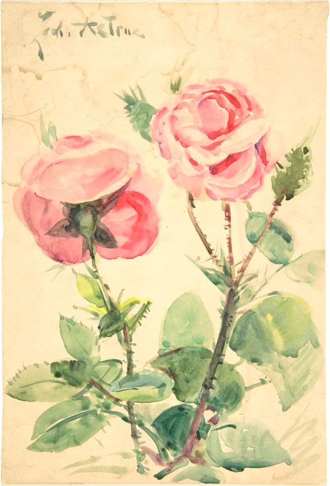 Two Roses MET DP805118