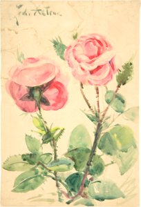 Two Roses MET DP805118