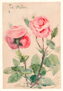 Two Roses Met DP888800