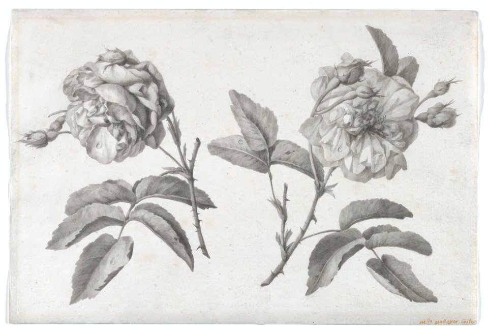 Two Roses MET DP874073