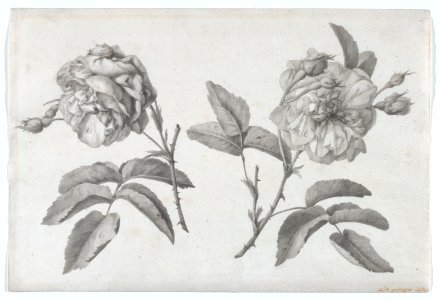 Two Roses MET DP874073
