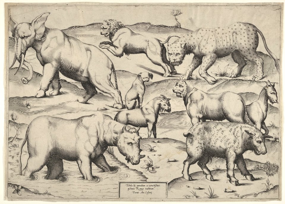Various Animals MET DP831911