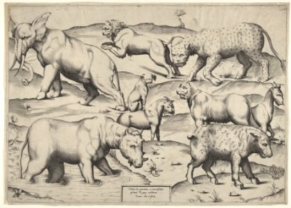 Various Animals MET DP831911