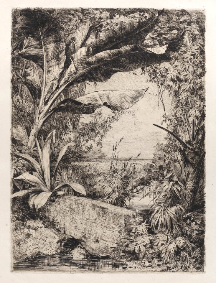 Tropical Plants Met DP886901