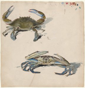 Two Crabs MET DP877032