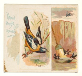Troupial, from the Song Birds of the World series (N42) for Allen & Ginter Cigarettes MET DP839288