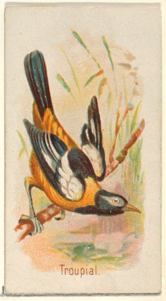 Troupial, from the Song Birds of the World series (N23) for Allen & Ginter Cigarettes MET DP835303