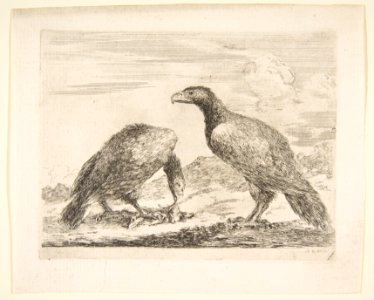 Two eagles, one devouring a lamb, from 'Eagles' (Les aigles) MET DP817797
