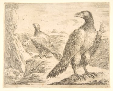 Two eagles, from 'Eagles' (Les aigles) MET DP817799