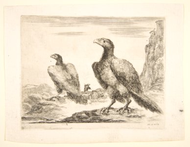 Two eagles, from 'Eagles' (Les aigles) MET DP817798