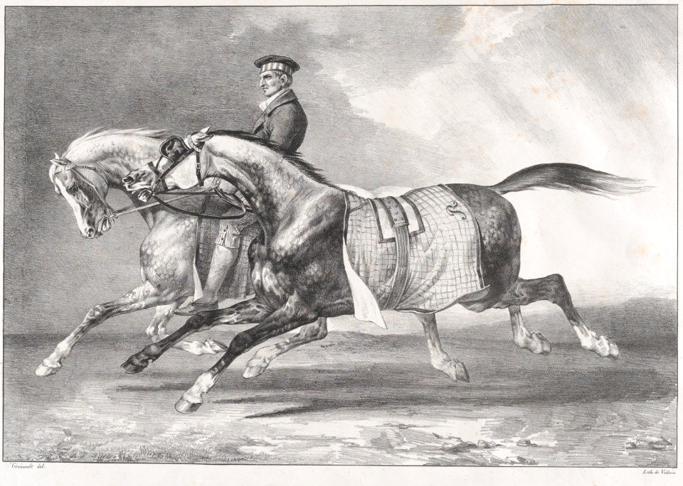 Two Dappled-Grey Horses Being Exercised MET DP875692