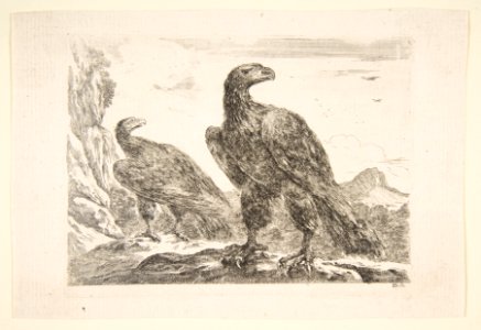 Two eagles, from 'Eagles' (Les aigles) MET DP817800