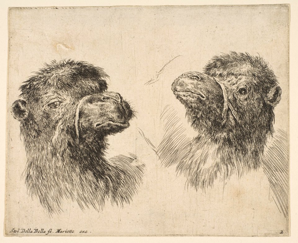 Two Camel Heads MET DP817804