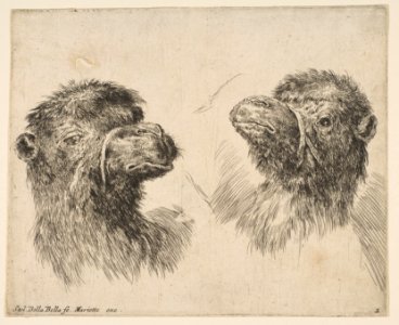 Two Camel Heads MET DP817804