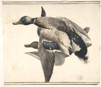 Two Dead Ducks. MET DP809441